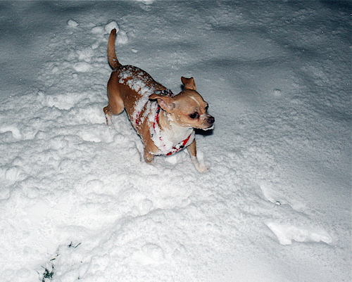 Our office mascot, Sophie, scans the snow for our managing editor, Arye.